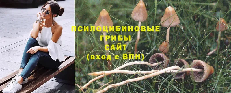 Псилоцибиновые грибы MAGIC MUSHROOMS  Кадников 